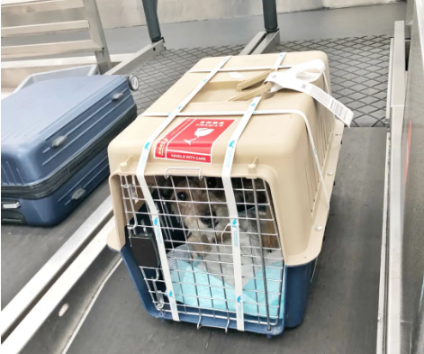 苏州宠物托运 宠物托运公司 机场宠物托运 宠物空运